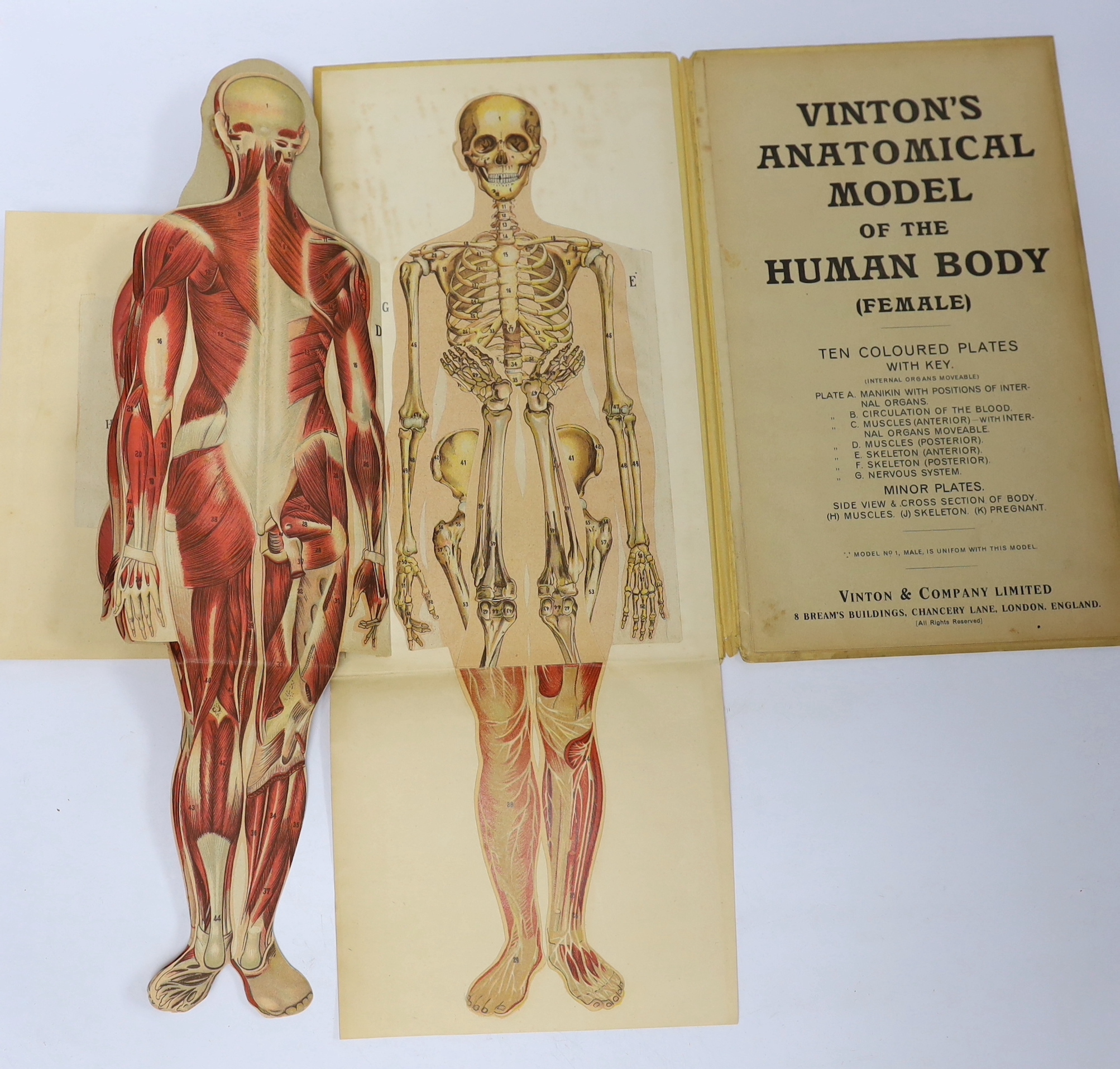 A Vinton's Anatomical Model of the Human Body (Female anatomy), printed in Bavaria by Vinson & Co. Ltd. circa 1910, with coloured fold-out plates, 19.5cm x 33cm
